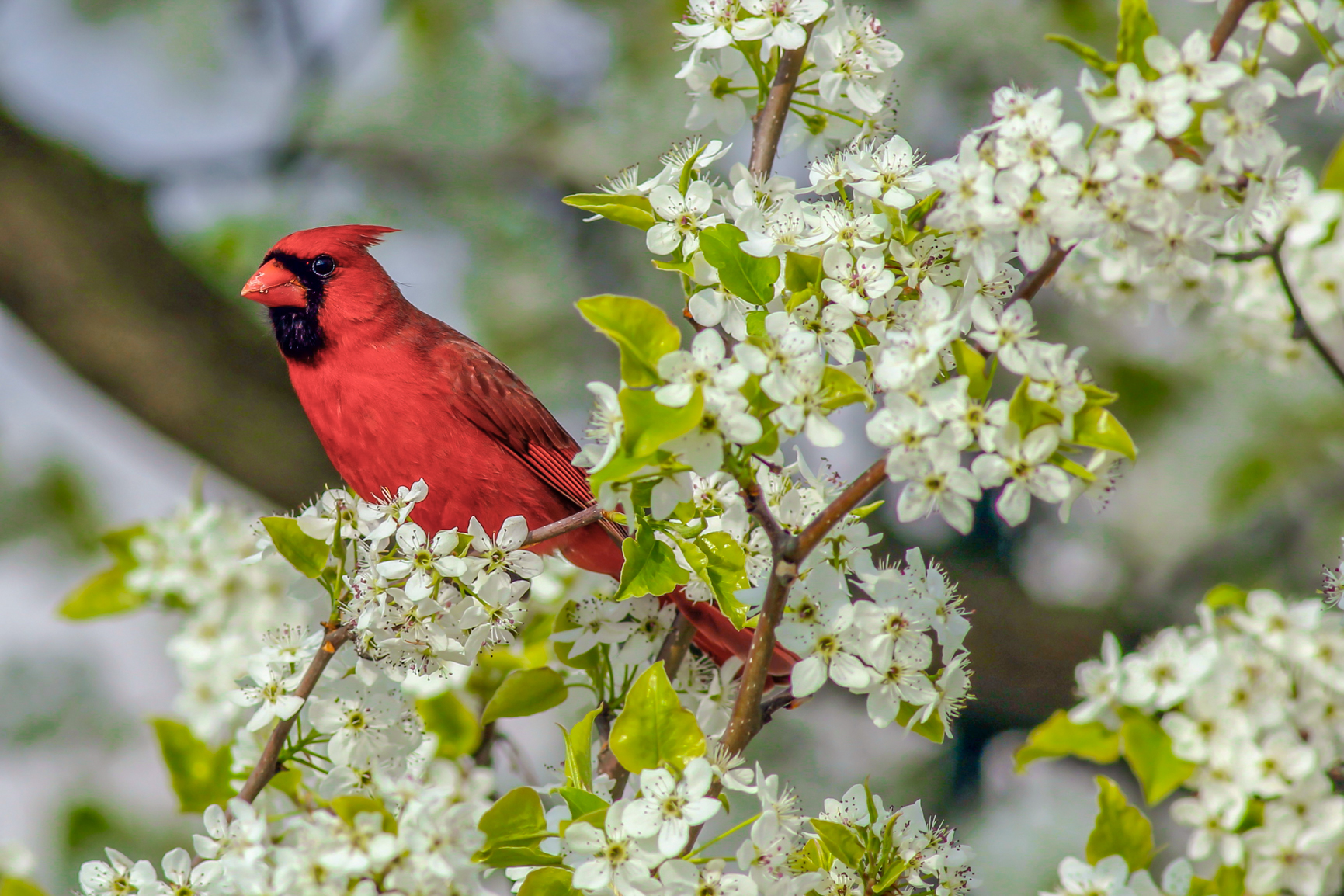 Northern Cardinal And Spring Blooms | Shutterbug